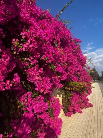 شقة 2 Palaepaphos Gardens كوكليا المظهر الخارجي الصورة